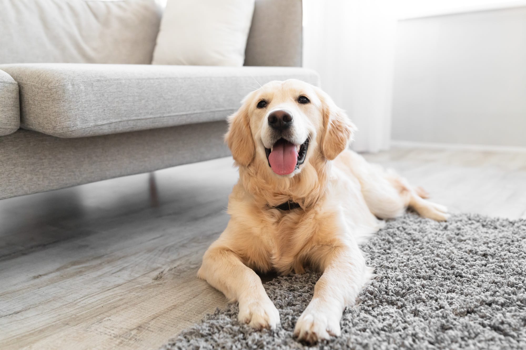 Portrait of cute dog lying on the floor carpet