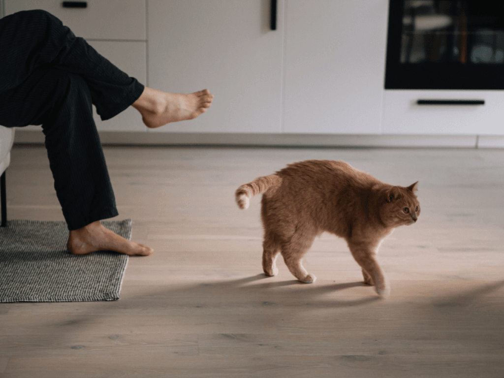 An orange cat walks across Marietta pet flooring in a modern room with light wood floors. A person's legs rest on a nearby couch, their feet visible on a woven rug.
